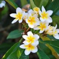 Хелена Власенко Хелена Власенко